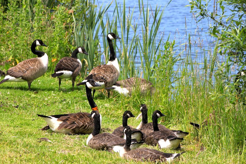 Lake Pochard Holiday Lodges South Cerney Room photo